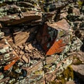 Suggests natural processes of mineralization and lichen colonization over Royalty Free Stock Photo