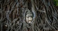 Ancient Buddha Head Enveloped by the Roots of a Banyan Tree in Thailand Royalty Free Stock Photo