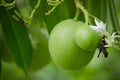 Suicide tree is growing preferentially in coastal salt swamps a