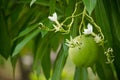 Suicide tree is growing preferentially in coastal salt swamps a