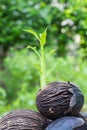 Suicide tree, Pong-pong or Othalanga tree Royalty Free Stock Photo