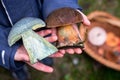 Suillellus luridus boletus cut into two in a hand of a child, forest mushrooms in a basket