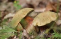 Suillellus luridus, commonly called the lurid bolete Royalty Free Stock Photo