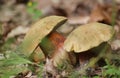 Suillellus luridus, commonly called the lurid bolete