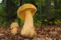 Suillellus luridus (formerly Boletus luridus), commonly known as the lurid bolete Royalty Free Stock Photo