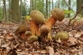 Suillellus luridus (formerly Boletus luridus), commonly known as the lurid bolete Royalty Free Stock Photo