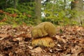 Suillellus luridus (formerly Boletus luridus), commonly known as the lurid bolete Royalty Free Stock Photo