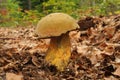 Suillellus luridus (formerly Boletus luridus), commonly known as the lurid bolete Royalty Free Stock Photo
