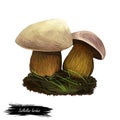 Suillellus luridus or lurid bolete mushroom closeup digital art illustration. Boletus with olive brown convex cushion shaped cap.