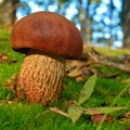 Suillellus luridus mushroom