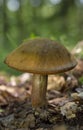 Suillellus mendax is a species of bolete fungus found in Europe.