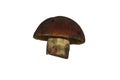 Suillellus queletti - the deceiving bolete