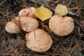 Suillus bovinus, also known as the Jersey cow mushroom or bovine Royalty Free Stock Photo