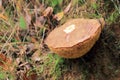 Boletus luridus autumn mushroom growing in soil