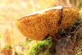 Boletus luridus autumn mushroom growing in soil