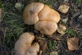 Suillus bovinus, bovine bolete, mushrooms closeup Royalty Free Stock Photo