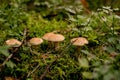 Suillus bovinus, mushroom or bovine bolete, edible wild mushroom. Royalty Free Stock Photo
