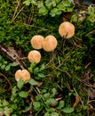 Suillus bovinus, mushroom or bovine bolete, edible wild mushroom. Royalty Free Stock Photo