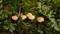 Suillus bovinus, mushroom or bovine bolete, edible wild mushroom. Royalty Free Stock Photo