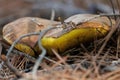 Suillus collinitus (Boletus Colino) on a bed of pine needles Royalty Free Stock Photo