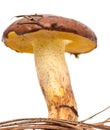 Suillus collinitus isolated Royalty Free Stock Photo