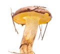 Suillus collinitus isolated Royalty Free Stock Photo