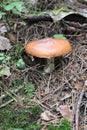 Suillus (edible mushroom)