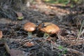 Suillus is a genus of basidiomycete fungi in the family Suillaceae and order Boletales.