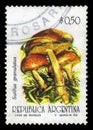 Suillus granulatus, edible mushroom of the genus suillus