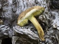 Suillus granulatus mushroom close up