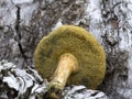 Suillus granulatus mushroom close up