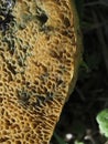 Suillus granulatus mushroom close up