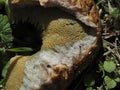 Suillus granulatus mushroom close up