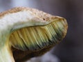 Suillus granulatus mushroom close up