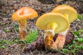 Suillus grevillei commonly known as Grevilles bolete Royalty Free Stock Photo