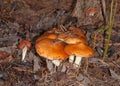 Suillus luteus