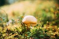 Suillus luteus In Autumn Forest In Belarus. Bolete fungus, and the type species of the genus Suillus.