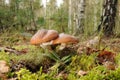 Suillus luteus fungus with forest trees in the background Royalty Free Stock Photo