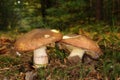 Suillus luteus fungus with forest trees in the background Royalty Free Stock Photo