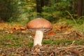 Suillus luteus fungus with forest trees in the background