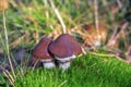 Suillus luteus slippery jack or sticky bun mushrooms