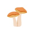 Suillus mushroom. Edible fungus. Vector cartoon illustration.
