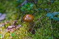 Suillus mushrooms with brown hat grows in moss and cranberries