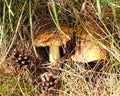 Suillus mushrooms