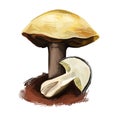 Suillus pungens, pungent slippery jack or the pungent suillus. Edible mushroom closeup digital art illustration. Boletus cap body