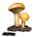 Suillus salmonicolor Slippery Jill, fungus in family Suillaceae. Edible mushroom closeup digital art illustration. Boletus cap