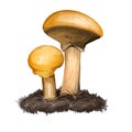 Suillus salmonicolor Slippery Jill, fungus in family Suillaceae. Edible mushroom closeup digital art illustration. Boletus cap