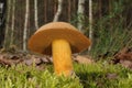 Suillus variegatus fungus Royalty Free Stock Photo