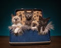 suitcase full of kittens in a studio setting Royalty Free Stock Photo