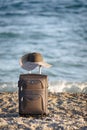 Suitcase and hat on beach Royalty Free Stock Photo